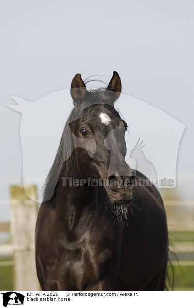 Vollblutaraber / black arabian horse / AP-02620