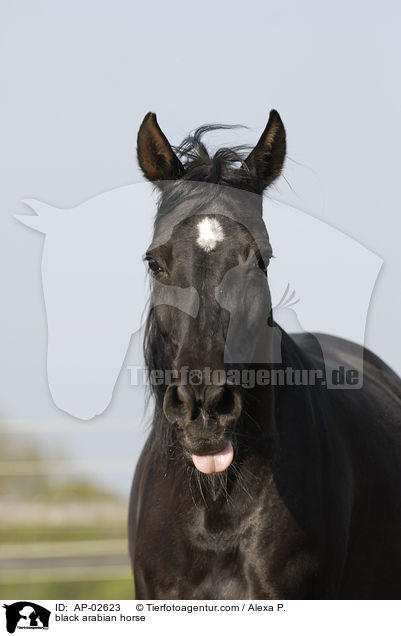 black arabian horse / AP-02623