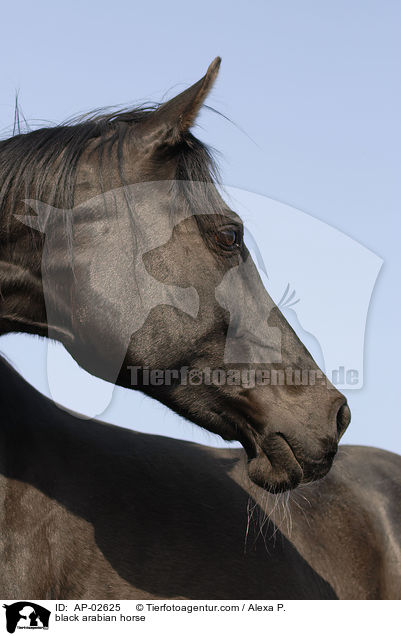 black arabian horse / AP-02625