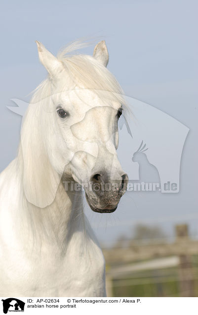 arabian horse portrait / AP-02634