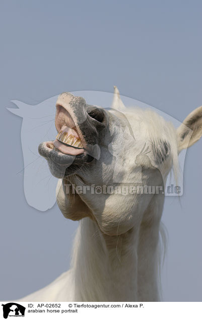 Araber Portrait / arabian horse portrait / AP-02652