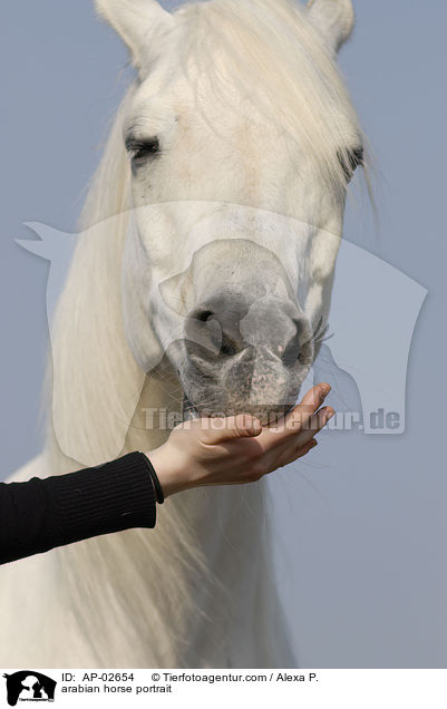 Araber Portrait / arabian horse portrait / AP-02654