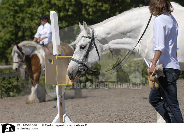 retrieving horse / AP-03080