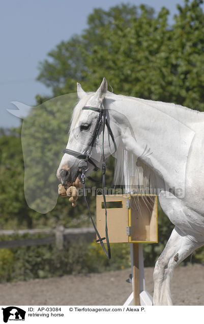 retrieving horse / AP-03084