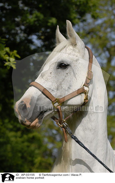 arabian horse portrait / AP-03155