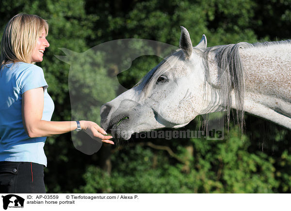 Araber Portrait / arabian horse portrait / AP-03559
