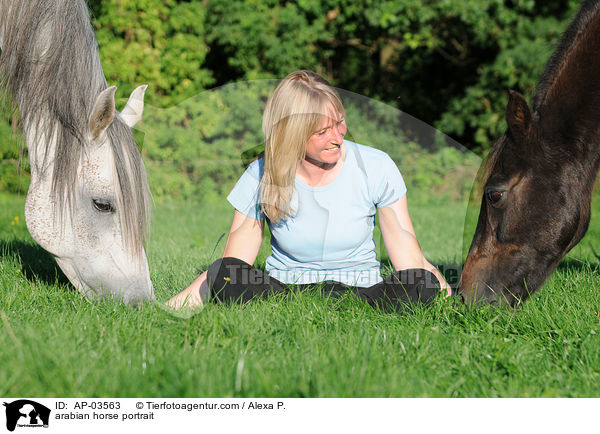 Araber Portrait / arabian horse portrait / AP-03563