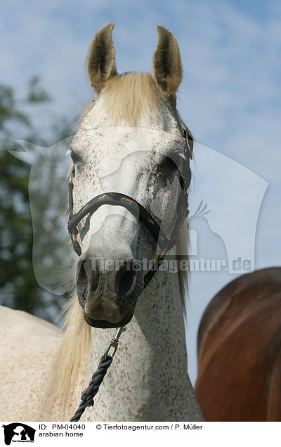 arabian horse / PM-04040