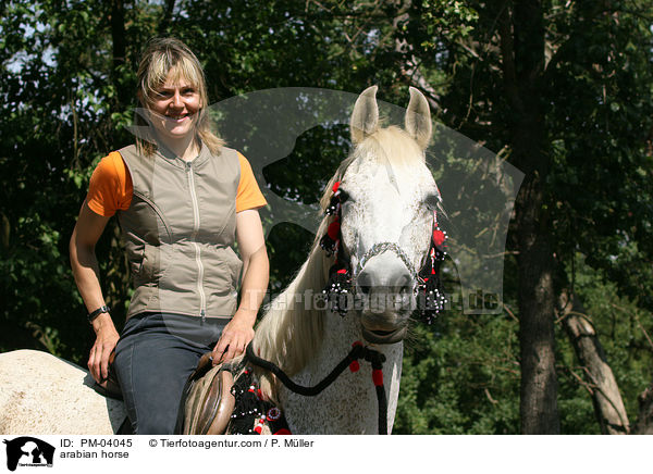 Araber / arabian horse / PM-04045