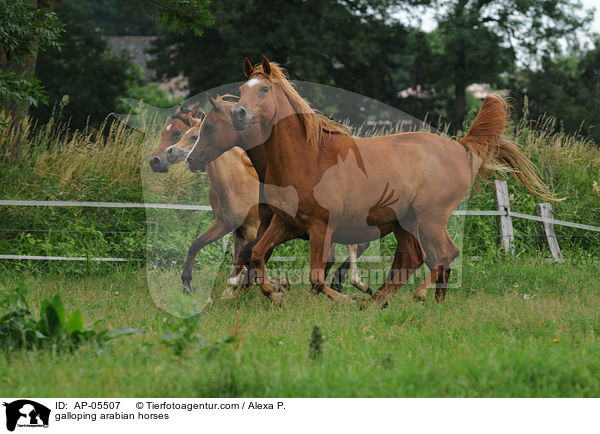 galloping arabian horses / AP-05507