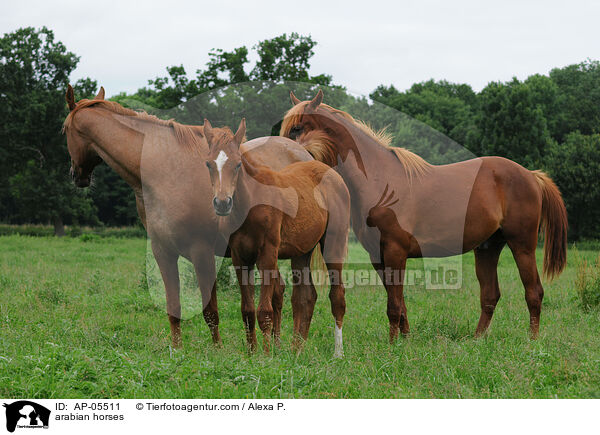 arabian horses / AP-05511