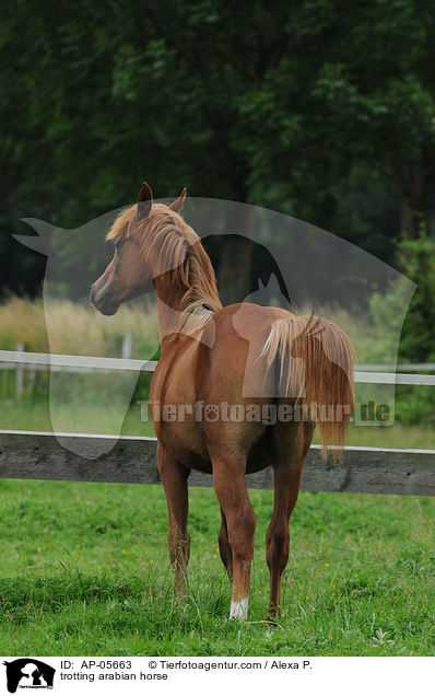 trotting arabian horse / AP-05663