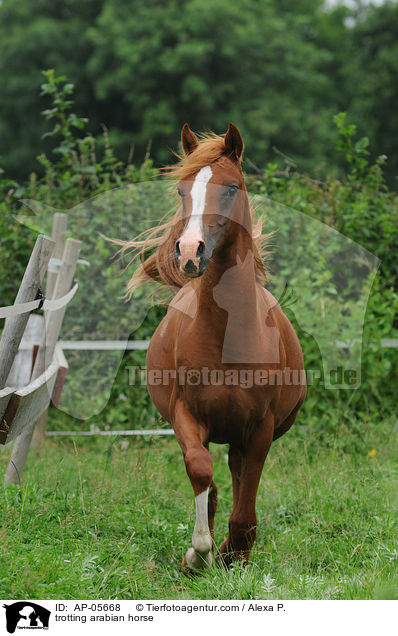 trotting arabian horse / AP-05668