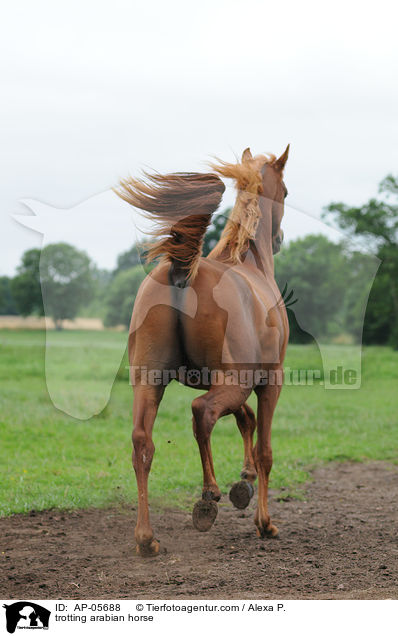 trotting arabian horse / AP-05688