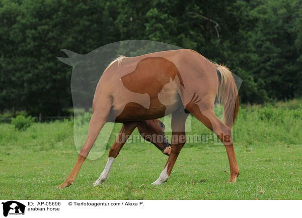 arabian horse / AP-05696