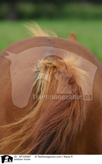 arabian horse / AP-05697