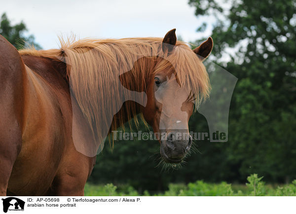 Araber Portrait / arabian horse portrait / AP-05698