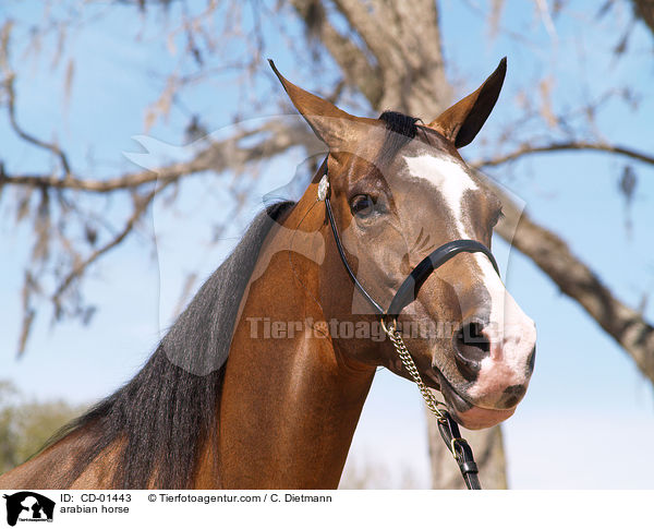 Araber / arabian horse / CD-01443