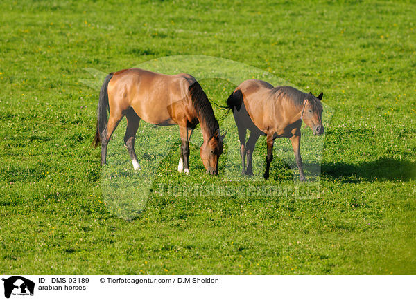 Araber / arabian horses / DMS-03189