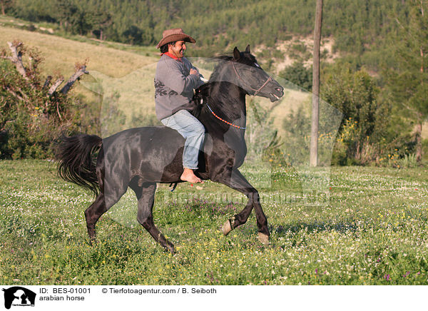 Araber / arabian horse / BES-01001