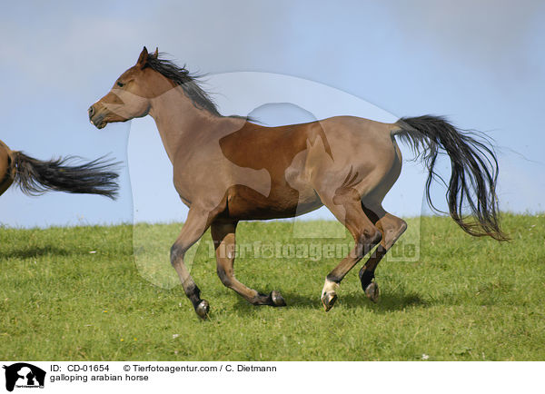 galloping arabian horse / CD-01654
