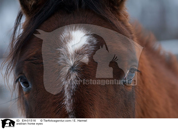 arabian horse eyes / EH-01516