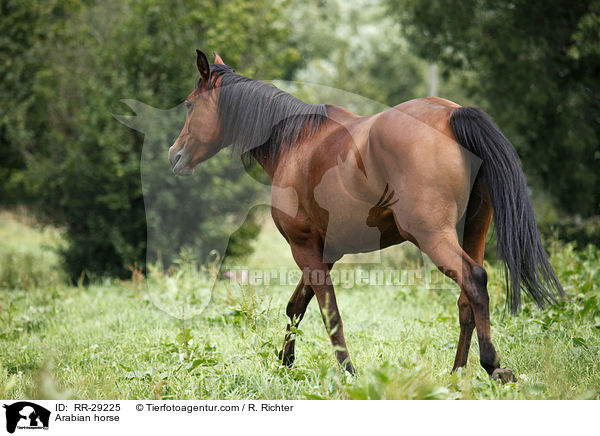 Arabian horse / RR-29225