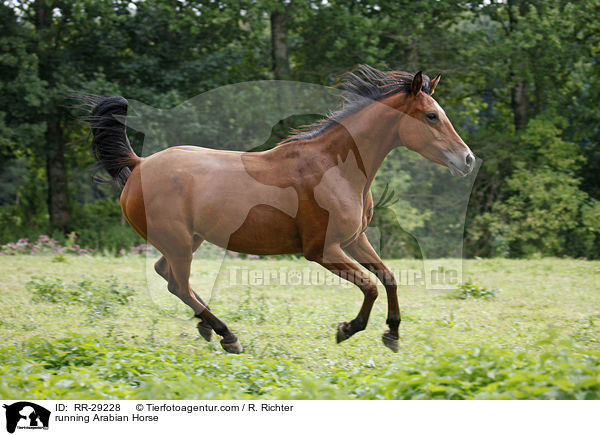 running Arabian Horse / RR-29228