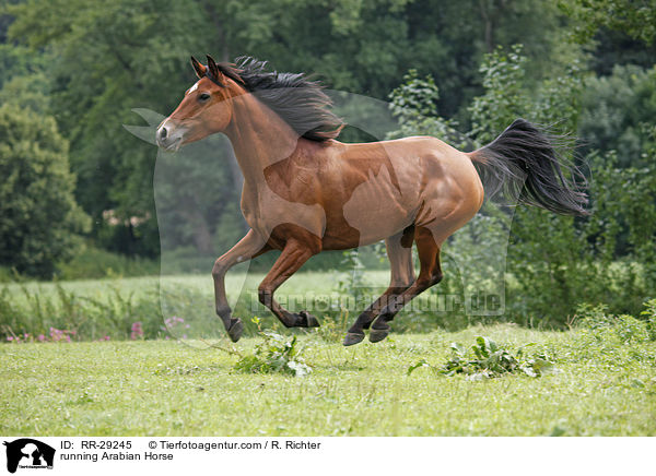 running Arabian Horse / RR-29245