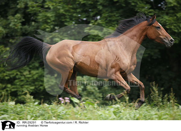 running Arabian Horse / RR-29291