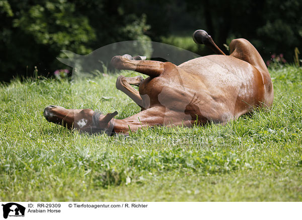 Arabian Horse / RR-29309