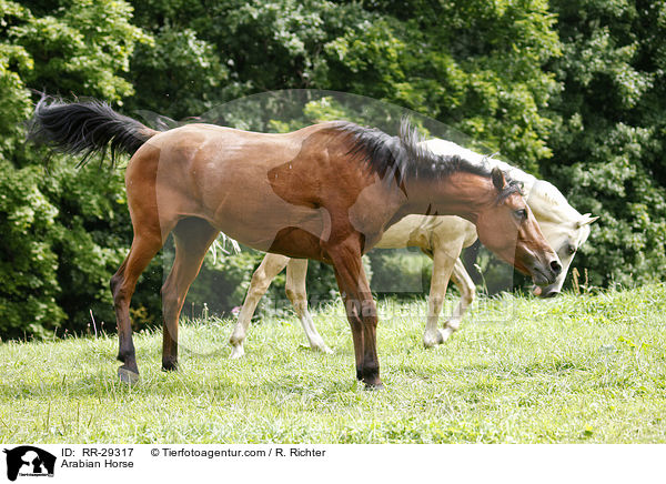 Arabian Horse / RR-29317