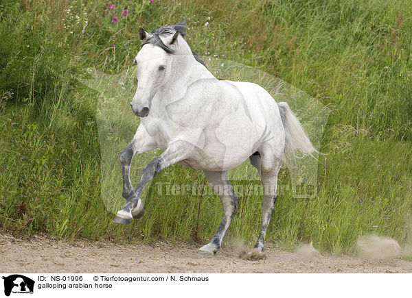 galloping arabian horse / NS-01996