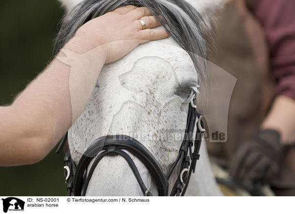 Araber / arabian horse / NS-02001