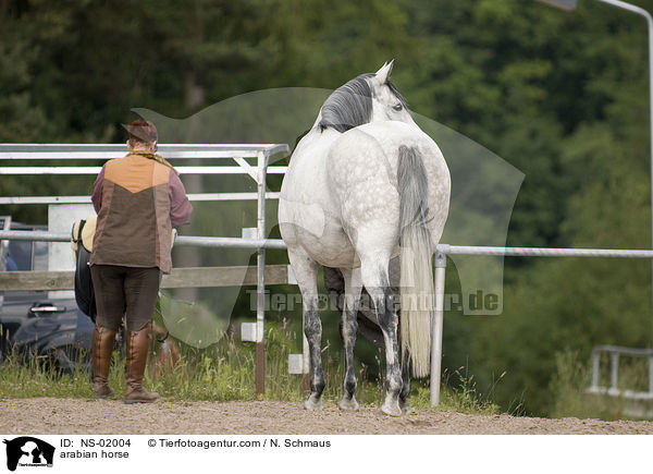 Araber / arabian horse / NS-02004