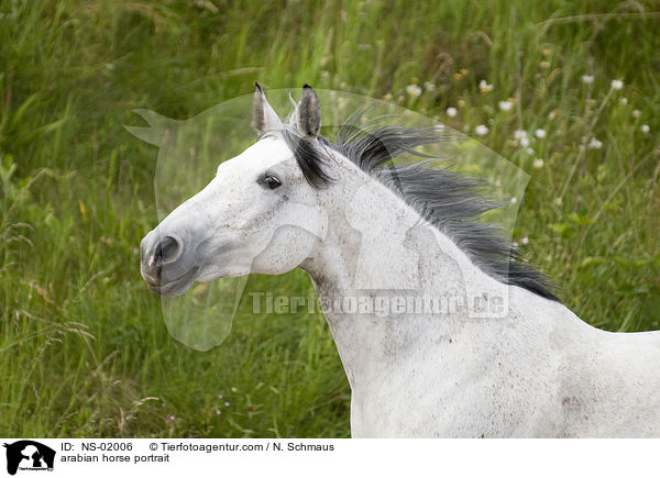 arabian horse portrait / NS-02006