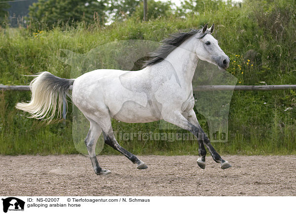 galloping arabian horse / NS-02007