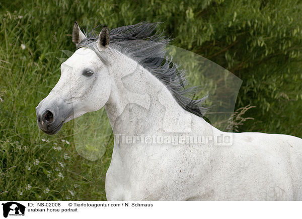 arabian horse portrait / NS-02008