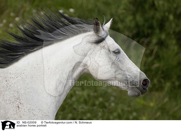 arabian horse portrait / NS-02009