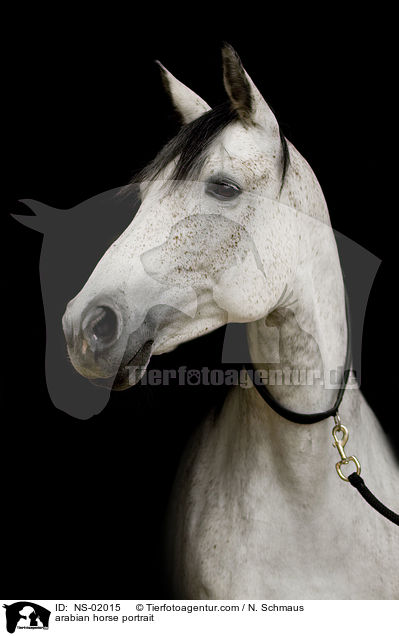 arabian horse portrait / NS-02015