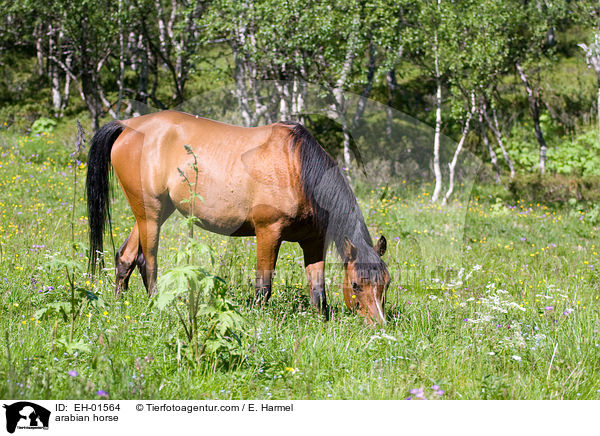 arabian horse / EH-01564