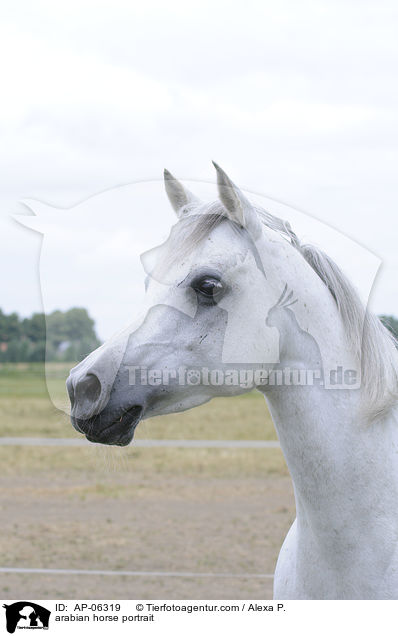 arabian horse portrait / AP-06319
