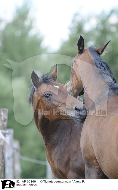 arabian horses / AP-06366