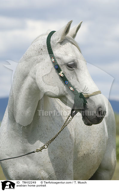 arabian horse portrait / TM-02249