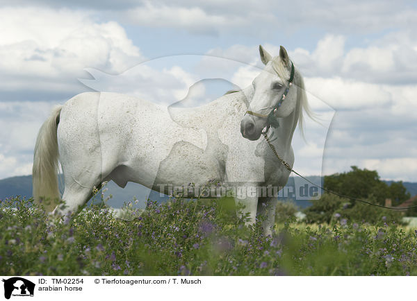 arabian horse / TM-02254