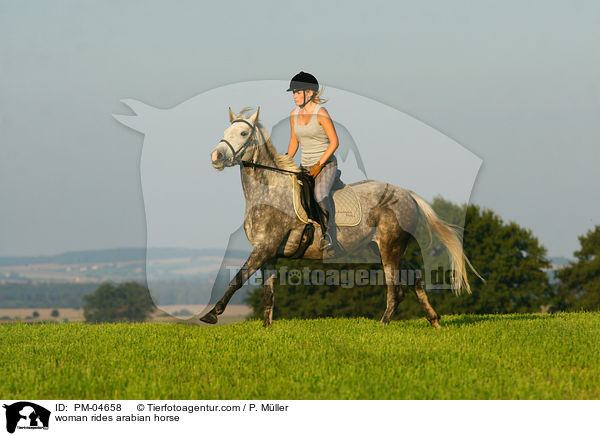 Frau reitet Araber / woman rides arabian horse / PM-04658