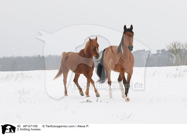2 trotting horses / AP-07106