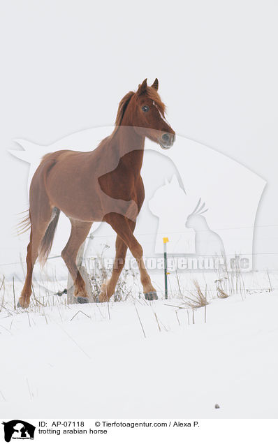 trotting arabian horse / AP-07118