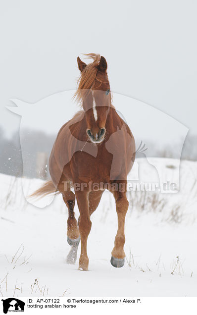 trotting arabian horse / AP-07122