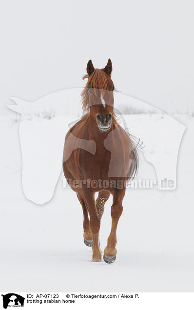 trotting arabian horse / AP-07123